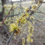 Forestiera pubescens Floare