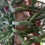 Huernia schneideriana Hostoa