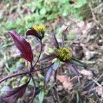 Bidens frondosaFlor