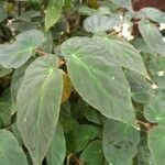 Begonia angularis Leaf