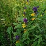 Melampyrum subalpinum Характер