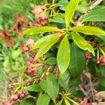 Illicium henryi List