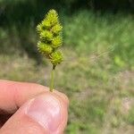 Carex tribuloides Plod