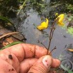 Utricularia australis Bloem