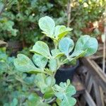 Rhus glauca Hoja