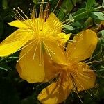 Hypericum olympicum Fleur