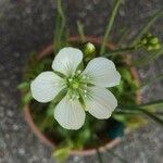 Dionaea muscipulaЦвят