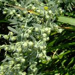 Artemisia pontica Kukka