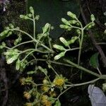 Sinclairia polyantha Other