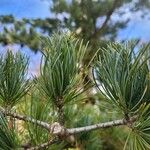 Pinus flexilis List