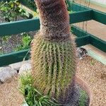 Melocactus intortus Leaf