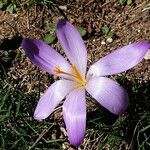 Crocus nudiflorus Flor