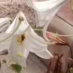 Lilium candidum Virág