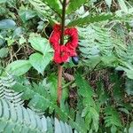 Cojoba arborea Fruit