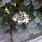 Viburnum tinus Fiore