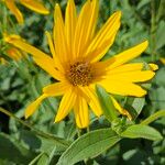 Helianthus × laetiflorus Blüte