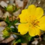 Potentilla aurea Fleur