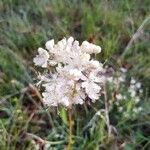 Filipendula vulgarisBlomst