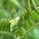 Vicia hirsuta Feuille