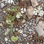 Orlaya grandiflora অভ্যাস