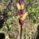 Pedicularis sceptrum-carolinum Flor