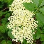 Sambucus canadensisКветка