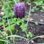 Fritillaria meleagrisFlower