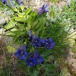 Gentiana acaulis花