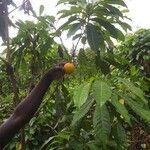 Pouteria caimito Fruit