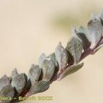 Linaria polygalifolia Kita