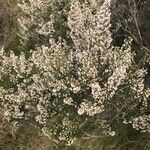 Erica arborea Habitat