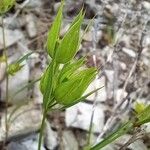 Bupleurum baldense Лист