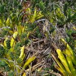 Aechmea blanchetiana Leaf