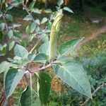 Datura wrightii Ліст