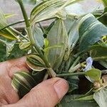 Commelina erecta Fleur