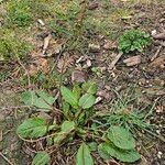Rumex pulcher Likasa