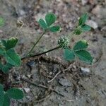 Trifolium glomeratum പുഷ്പം