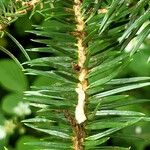 Abies cephalonica Blatt