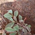 Grewia bicolor Leaf