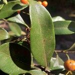 Pittosporum stenopetalum পাতা