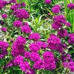 Dianthus barbatus ফুল