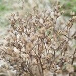Limonium bellidifolium Hoja