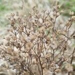 Limonium bellidifolium पत्ता