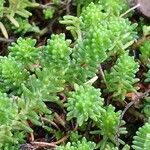 Sedum sexangulare List