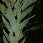 Sclerosperma mannii Blatt