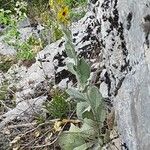 Verbascum rotundifolium Floare