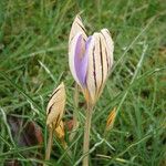 Crocus imperati Vekstform