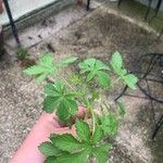 Humulus scandens Liść