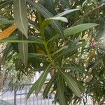Nerium oleander पत्ता