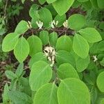 Lonicera nigra Folha